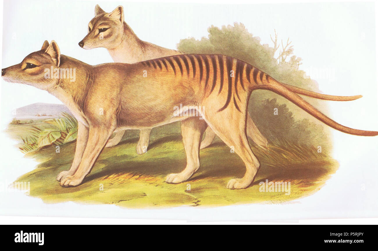 N/A. Thylacinus cynocephalus. John Gould (1804 - 1881) Alternative Namen Gould Beschreibung britischer Zoologe Geburtsdatum / Tod 14. September 1804 vom 2. März 1881 Ort der Geburt / Todes Lyme Regis London Authority control: Q 313787 VIAF: 29597222 ISNI: 0000 0001 2125 9888 ULAN: 500006638 79100355 LCCN: n NLA: 35137514 WorldCat 248 Buidelwolf Stockfoto