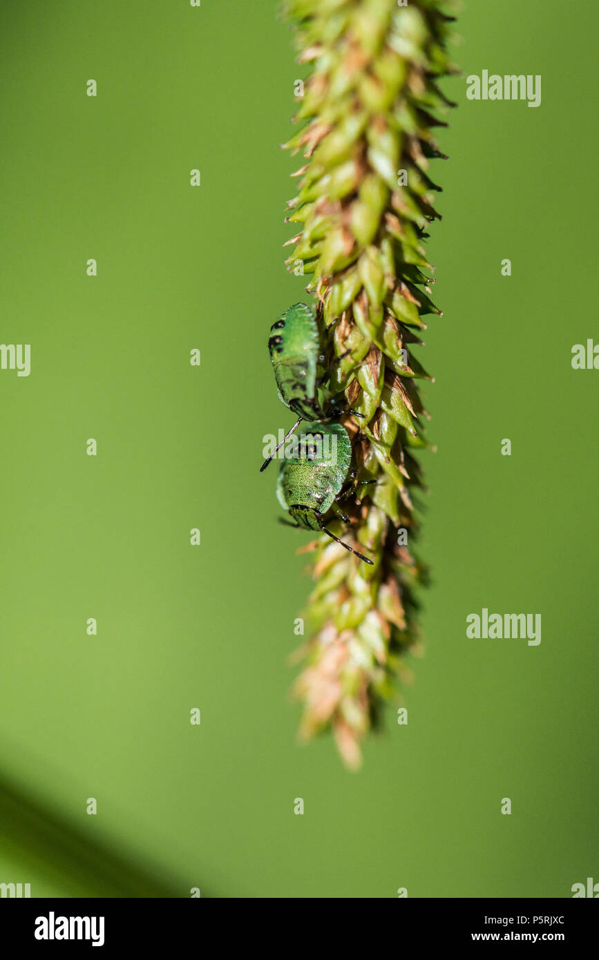 Zwei grüne Schild Bug 3. instar Nymphen (Palomena prasina) auf hängend Segge (Carex pendula) Stockfoto