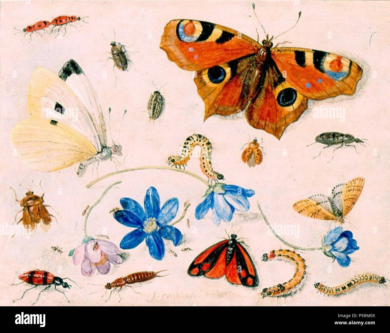 N/A. Schmetterlinge, Raupen, Insekten und Blumen von: Jan van de Velde (1626 - 1679), Öl auf Kupfer, 1659, Museum für Kunst. 1659. N/A 252 Schmetterlinge, Raupen, Insekten und Blumen von Jan Van Kessel, 1659, Museum für Kunst Stockfoto