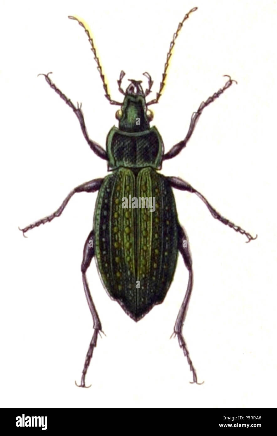 N/A. Carabus clathratus, von der Calwer's Käferbuch, Tabelle 3, Bild 3. Die Taxonomie wurde 2008 aktualisiert, mit meistens die Standorte Fauna Europaea und BioLib. Wenden Sie sich bitte an Sarefo wenn die Bestimmung ist falsch! . 4. September 2010, 21:44 (UTC). Carabus. clathratus.-. calwer.03.03.jpg: Buch von Carl Gustav Calwer (1821 - 1874) Beschreibung Deutsche Ornithologen und entomologe Geburtsdatum / Tod am 11. November 1821, 19. August 1874 Ort der Geburt / Todes Stuttgarter Mineralbad Berg Authority control: Q 78413 VIAF: 64757747 ISNI: 0000 0001 0980 5317 GND: 116432969 SUDOC: 146603133 Koninklijke: 07228000 X270 Stockfoto