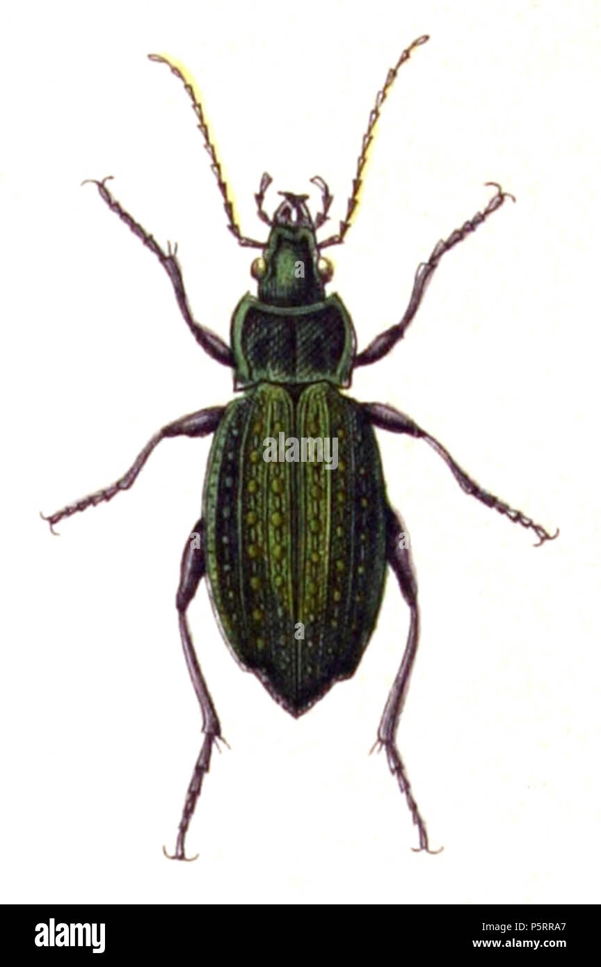 N/A. Carabus clathratus, von der Calwer's Käferbuch, Tabelle 3, Bild 3. Die Taxonomie wurde 2008 aktualisiert, mit meistens die Standorte Fauna Europaea und BioLib. Wenden Sie sich bitte an Sarefo wenn die Bestimmung ist falsch! . 1876. Buch von Carl Gustav Calwer (1821 - 1874) Beschreibung Deutsche Ornithologen und entomologe Geburtsdatum / Tod am 11. November 1821, 19. August 1874 Ort der Geburt / Todes Stuttgarter Mineralbad Berg Authority control: Q 78413 VIAF: 64757747 ISNI: 0000 0001 0980 5317 GND: 116432969 SUDOC: 146603133 Koninklijke: 07228000 X Gustav Jäger (1832 - 1917) Alternative Namen Gustav Jaeger; Gu Stockfoto