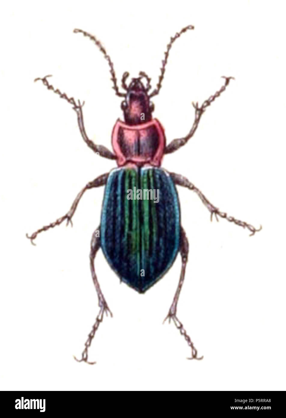 N/A. Carabus nitens, von der Calwer's Käferbuch, Tabelle 3, Bild 6. Die Taxonomie wurde 2008 aktualisiert, mit meistens die Standorte Fauna Europaea und BioLib. Wenden Sie sich bitte an Sarefo wenn die Bestimmung ist falsch! . 1876. Buch von Carl Gustav Calwer (1821 - 1874) Beschreibung Deutsche Ornithologen und entomologe Geburtsdatum / Tod am 11. November 1821, 19. August 1874 Ort der Geburt / Todes Stuttgarter Mineralbad Berg Authority control: Q 78413 VIAF: 64757747 ISNI: 0000 0001 0980 5317 GND: 116432969 SUDOC: 146603133 Koninklijke: 07228000 X Gustav Jäger (1832 - 1917) Alternative Namen Gustav Jaeger; Gustav Stockfoto