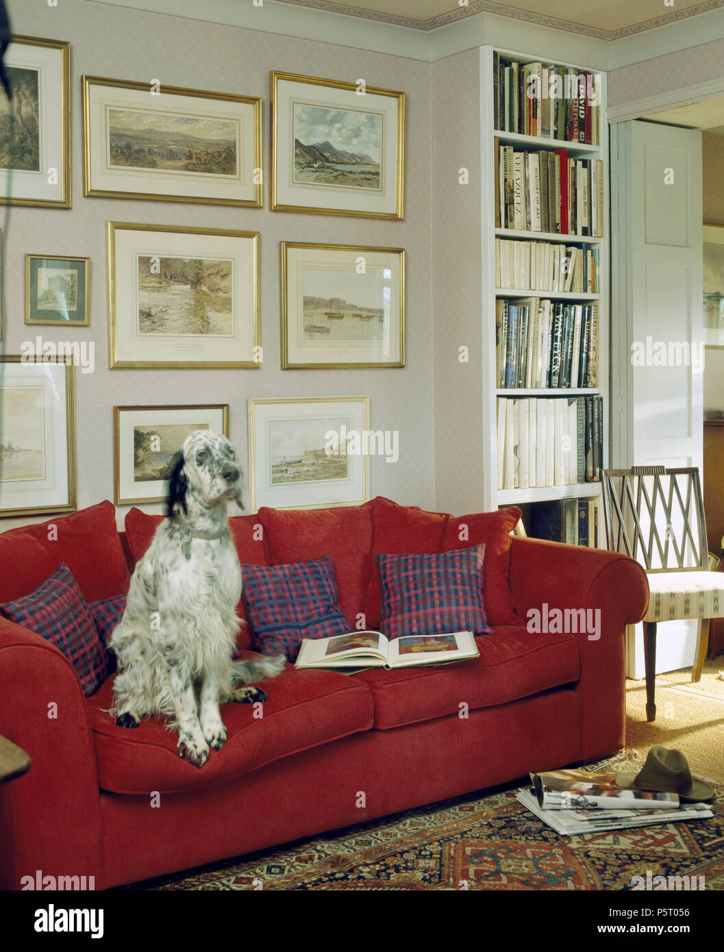Großen, grauen und weißen Hund sitzen auf dem roten Sofa Stockfoto