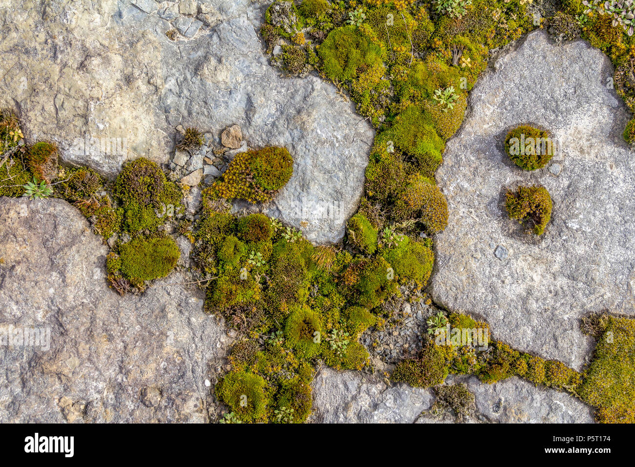 High Angle Shot mit einigen grünen Moos zwischen den grauen Steinen Stockfoto