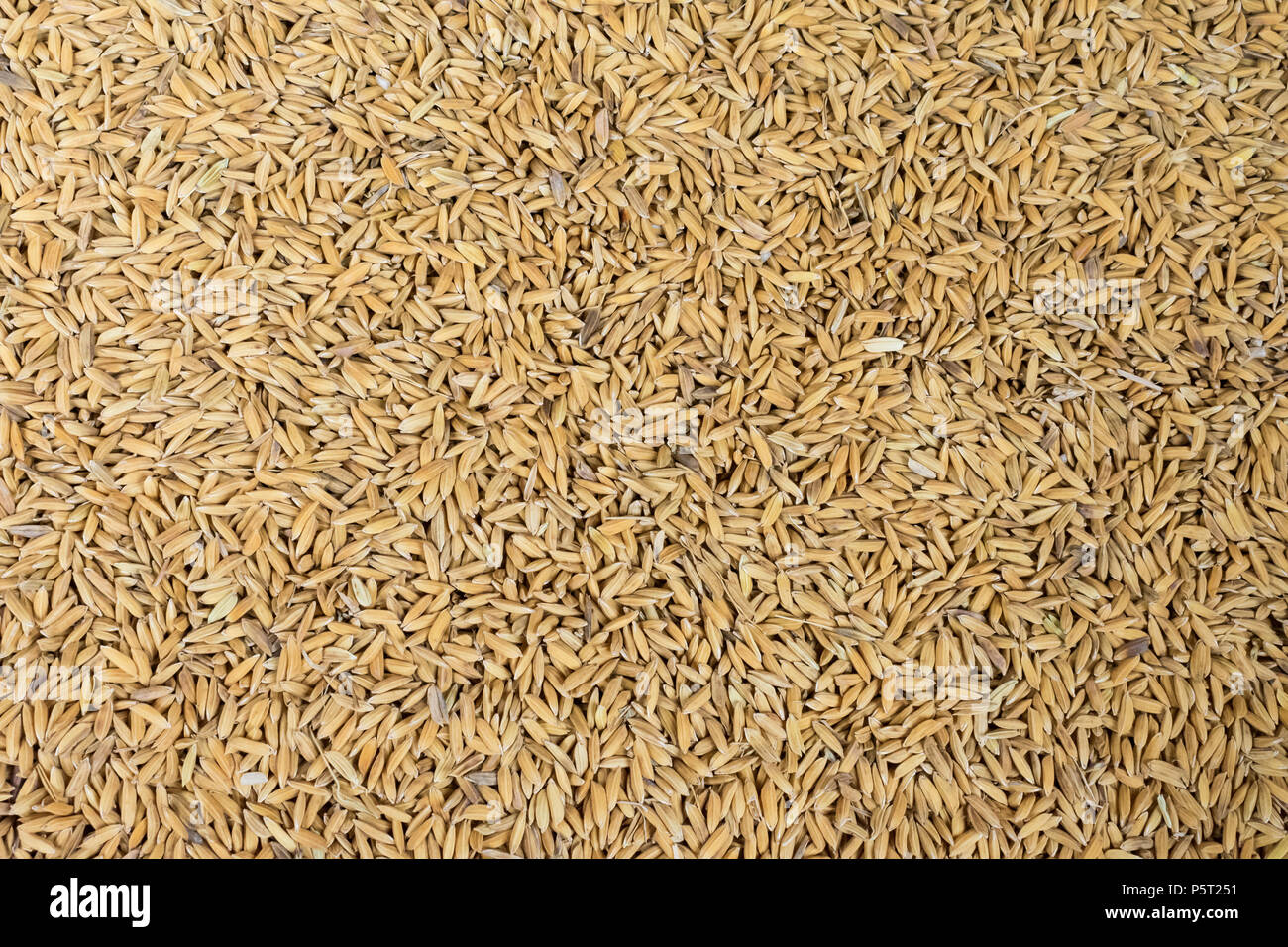 Organische roher Reis Saatgut oder braune Paddy Saatgut Reis Hintergrund nach der Ernte Stockfoto