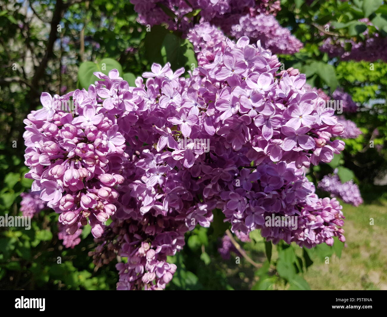 Blüte Bush lila Flieder in einem botanischen Garten. Mai Blumen