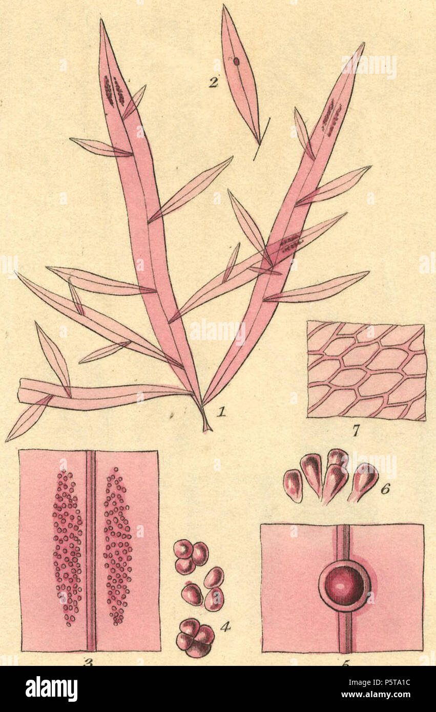 Delesseria hypoglossum. Registerkarte "Florideae, XII, gestochen von William Miller nach R K Greville von 'Algen Britannicae oder Beschreibungen der Marine und anderen Inarticulated Pflanzen von den Britischen Inseln zur Bestellung gehörenden Algen; mit Platten, die Veranschaulichung der Gattungen von Robert Kaye Greville" (Edinburgh: Machlachlen und Stewart, Edinburgh; und Baldwin und Cradock, London 1830). 1830. N/A 433 Delesseria hypoglossum Stockfoto