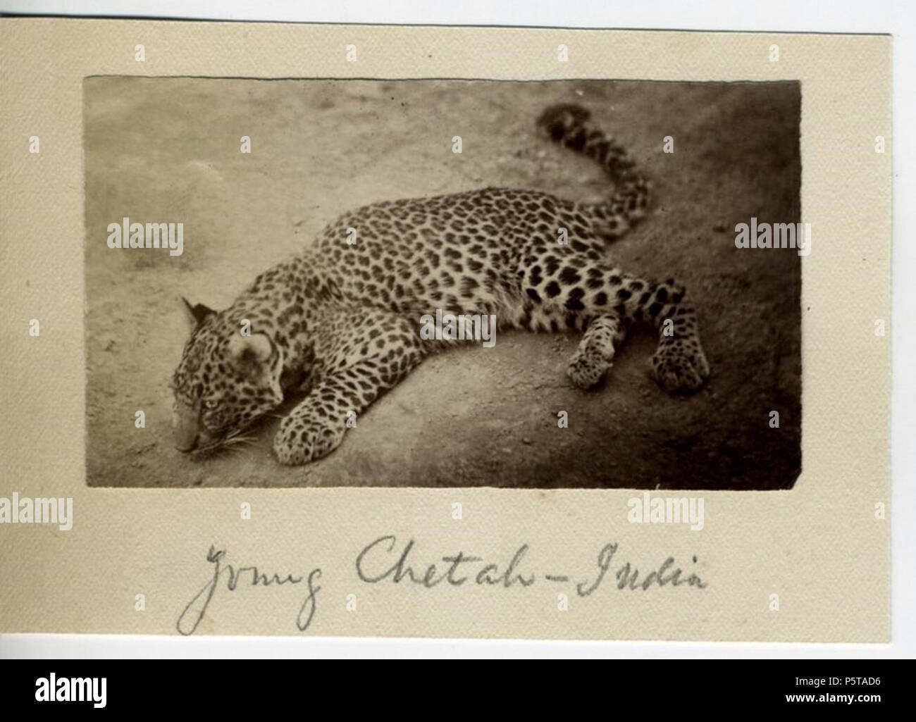 N/A. Englisch: Indische leopard Cub in Indien in den 1880er Jahren. In den 1880ern. Unbekannt 335 Cheetah Cub in Indien in den 1880er Jahren. Stockfoto