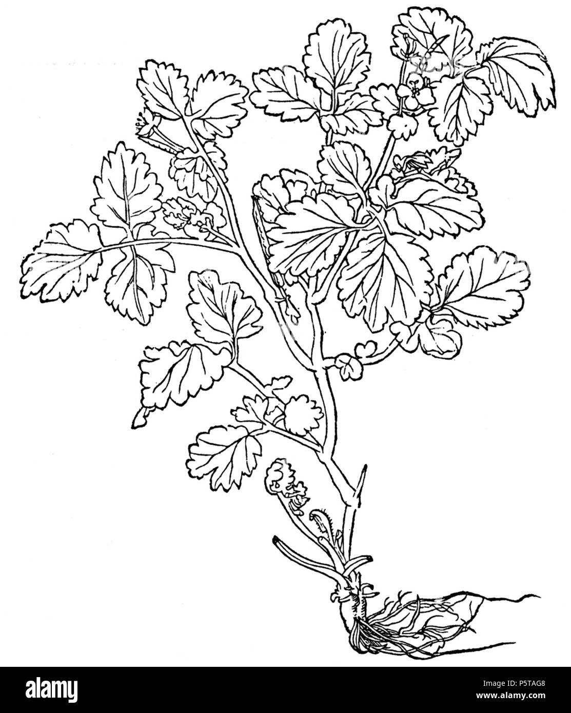 336 Chelidonium Stockfoto