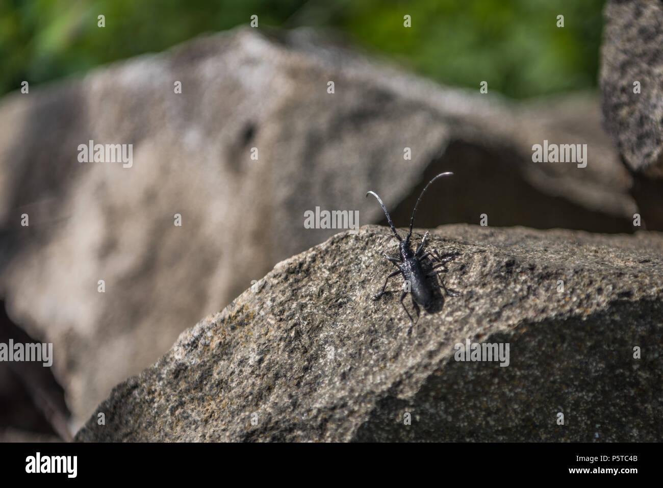 Cerambyx Cerdo oder große Steinbock Käfer Stockfoto