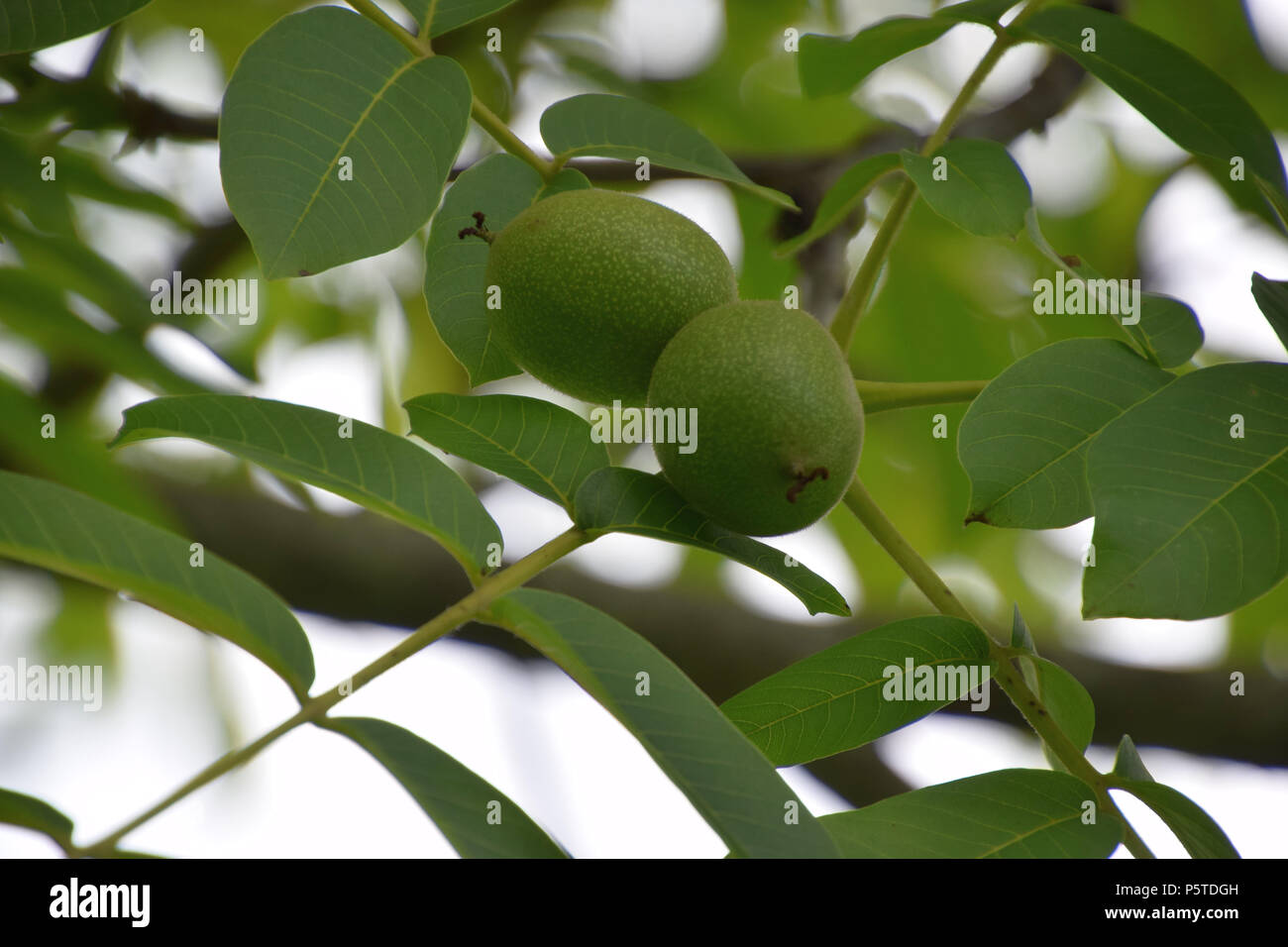 Persische oder englisch Nussbaum mit grünen Früchten, unreife haarige grün Walnuss auf Baum Stockfoto