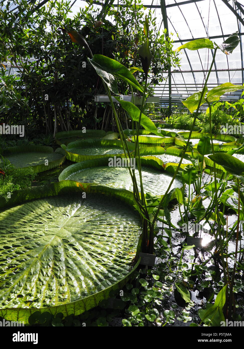 Grüne Victoria cruziana Wasser Platten im botanischen Garten in der  Universität der europäischen Basel Stadt, Schweiz - Vertikal  Stockfotografie - Alamy