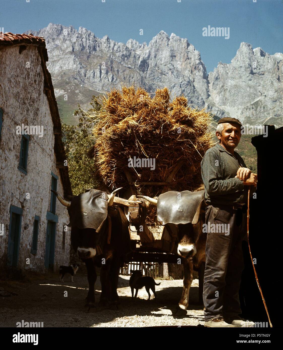 LABRIEGO CON CARRO DE BUEYES CARGADO DE PAJA. Ort: Außen, SPANIEN. Stockfoto