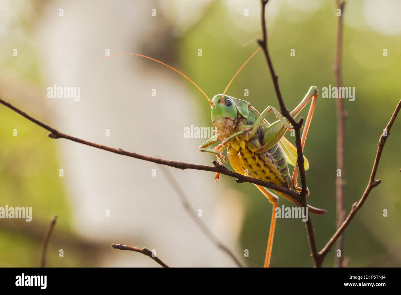 Weibliche Decticus verrucivorus Heuschrecke sitzt auf einem Zweig in den Wald. Es ernährt sich hauptsächlich von Insekten und Pflanzen. Sie sind tagsüber aktiv. Stockfoto