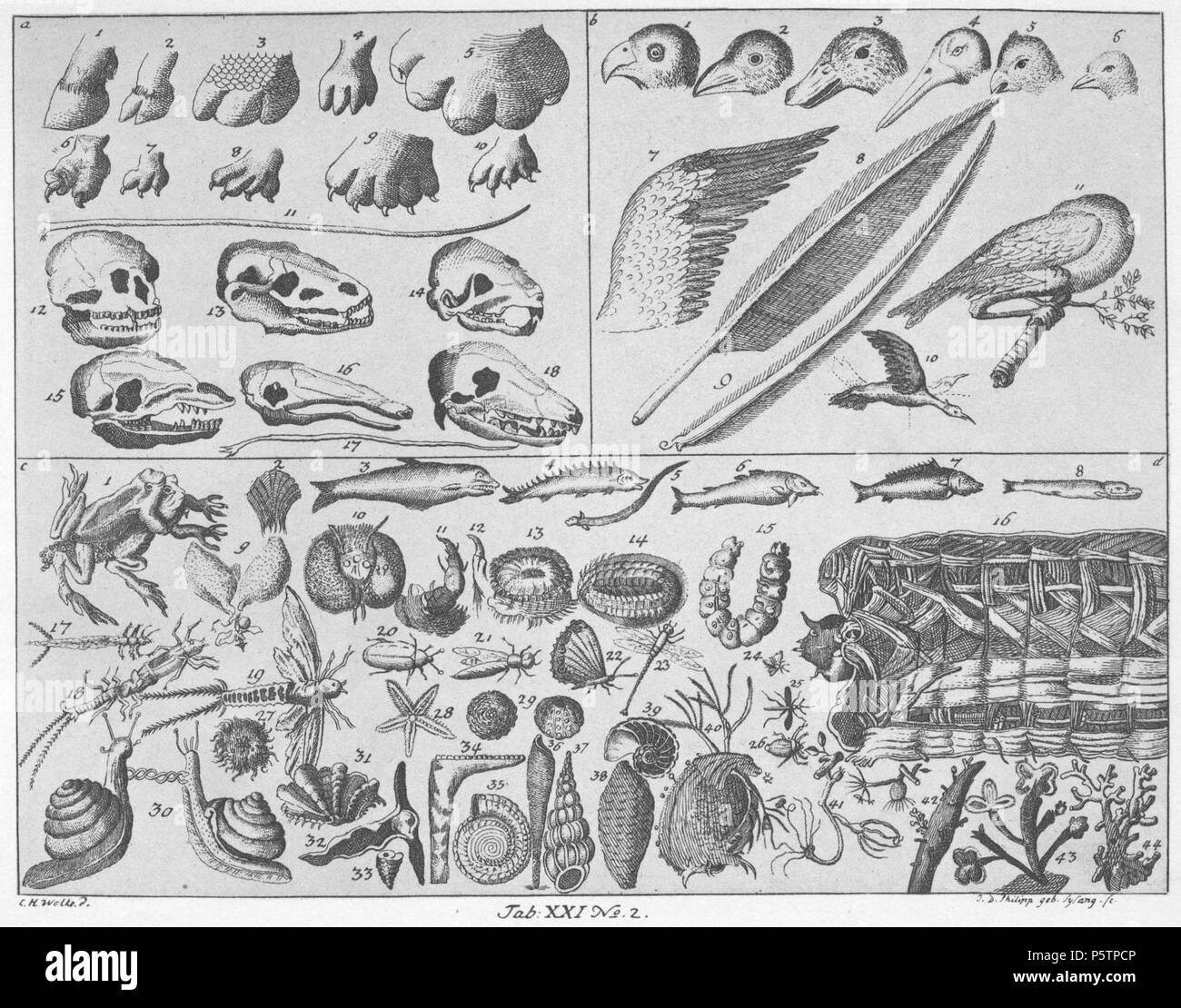 N/A. Registerkarte. XXI. Nr.2. Zur Kenntnis der Tiere. a) Füße mit Hufen und mit Zehen von Vierfüßigen: 1 - 9. Ein Fuß mit Schwimmhaut 10. Ein Haar 11; entfleischte Köpfe, wegen des Unterschiedes der Zähne 12, 16 und 18; die Zunge 17 von dem zahnlosen Ameisenbär. - B) die Köpfe der Vögel, sterben Menschen / Human Schnäbeln einteilt 1 - 6. Ein Flügel 7, eine Feder 8 und vergrößert vorgestelltes Fäserchen derselben 9. Ein schlafender Vogel auf einem Baum 11. Ein herunterfliegender Vogel 10, und Sterben durch Punkte bezeichnete Lage des hinauffliegenden. - C) Zwei sich befruchtende Frösche 1; ferner sterben Sc Stockfoto N/A. Registerkarte. XXI. Nr.2. Zur Kenntnis der Tiere. a) Füße mit Hufen und mit Zehen von Vierfüßigen: 1 - 9. Ein Fuß mit Schwimmhaut 10. Ein Haar 11; entfleischte Köpfe, wegen des Unterschiedes der Zähne 12, 16 und 18; die Zunge 17 von dem zahnlosen Ameisenbär. - B) die Köpfe der Vögel, sterben Menschen / Human Schnäbeln einteilt 1 - 6. Ein Flügel 7, eine Feder 8 und vergrößert vorgestelltes Fäserchen derselben 9. Ein schlafender Vogel auf einem Baum 11. Ein herunterfliegender Vogel 10, und Sterben durch Punkte bezeichnete Lage des hinauffliegenden. - C) Zwei sich befruchtende Frösche 1; ferner sterben Sc Stockfoto