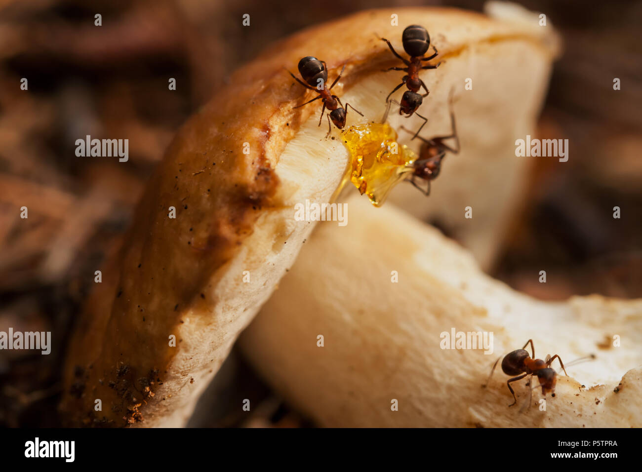 Fleißige Ameisen arbeiten mit Pilz. Teamarbeit Stockfoto