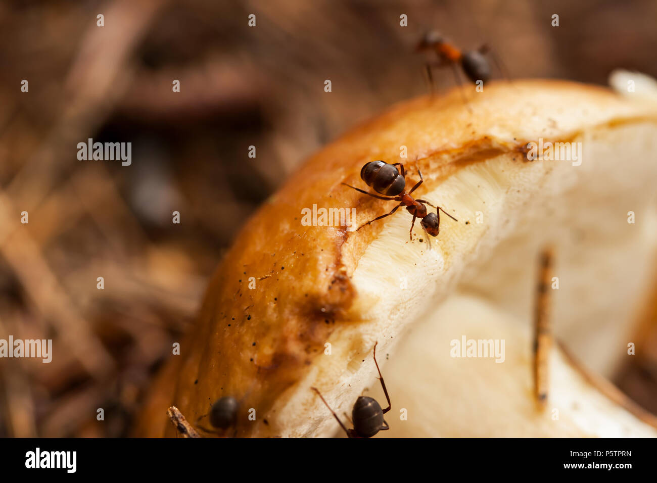 Kleine Ameisen und großen Pilz Stockfoto