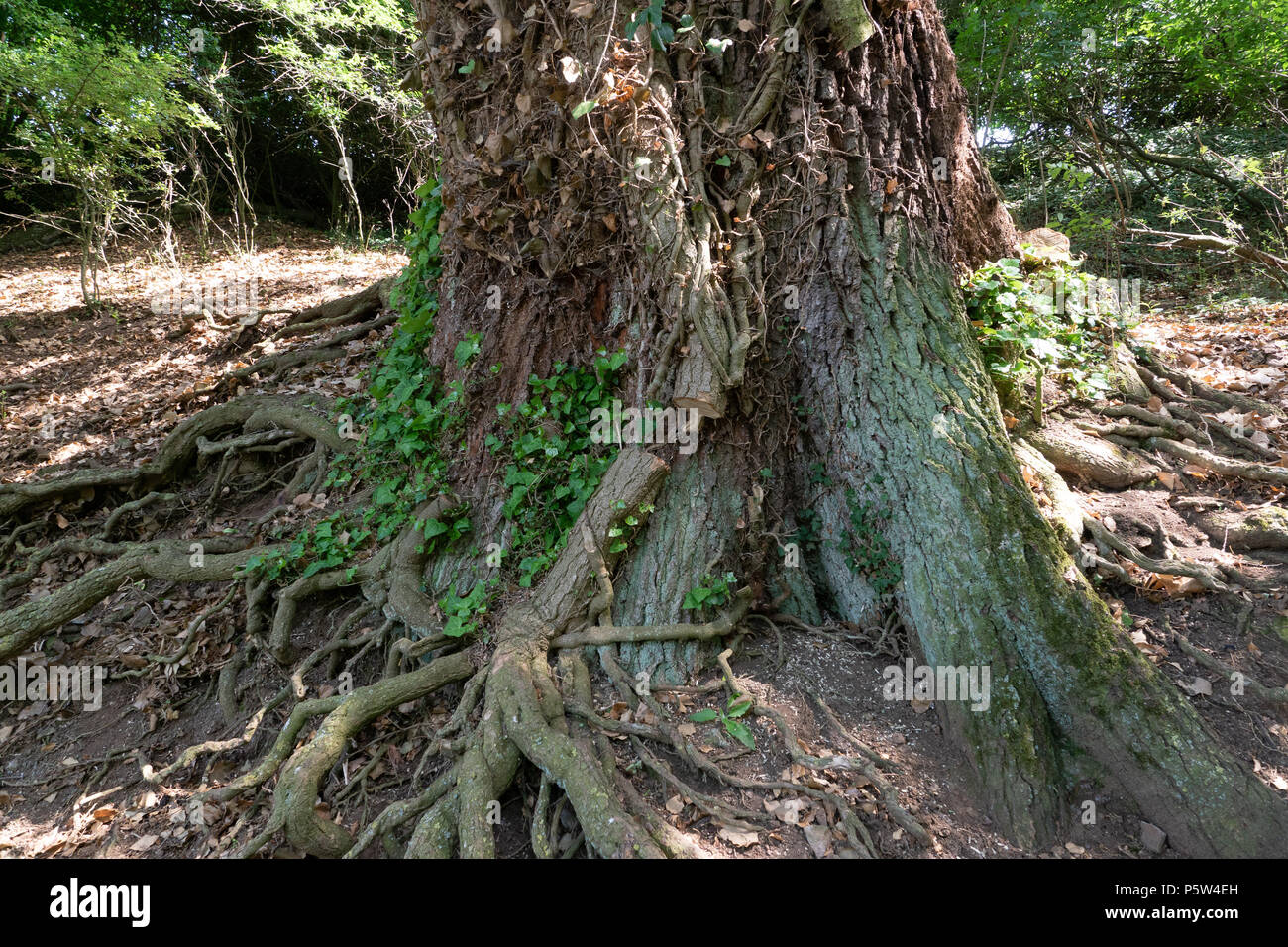 Alter Baum wachsen rund von Efue, die abgeschnitten worden ist, dass der Baum stirbt nicht Stockfoto