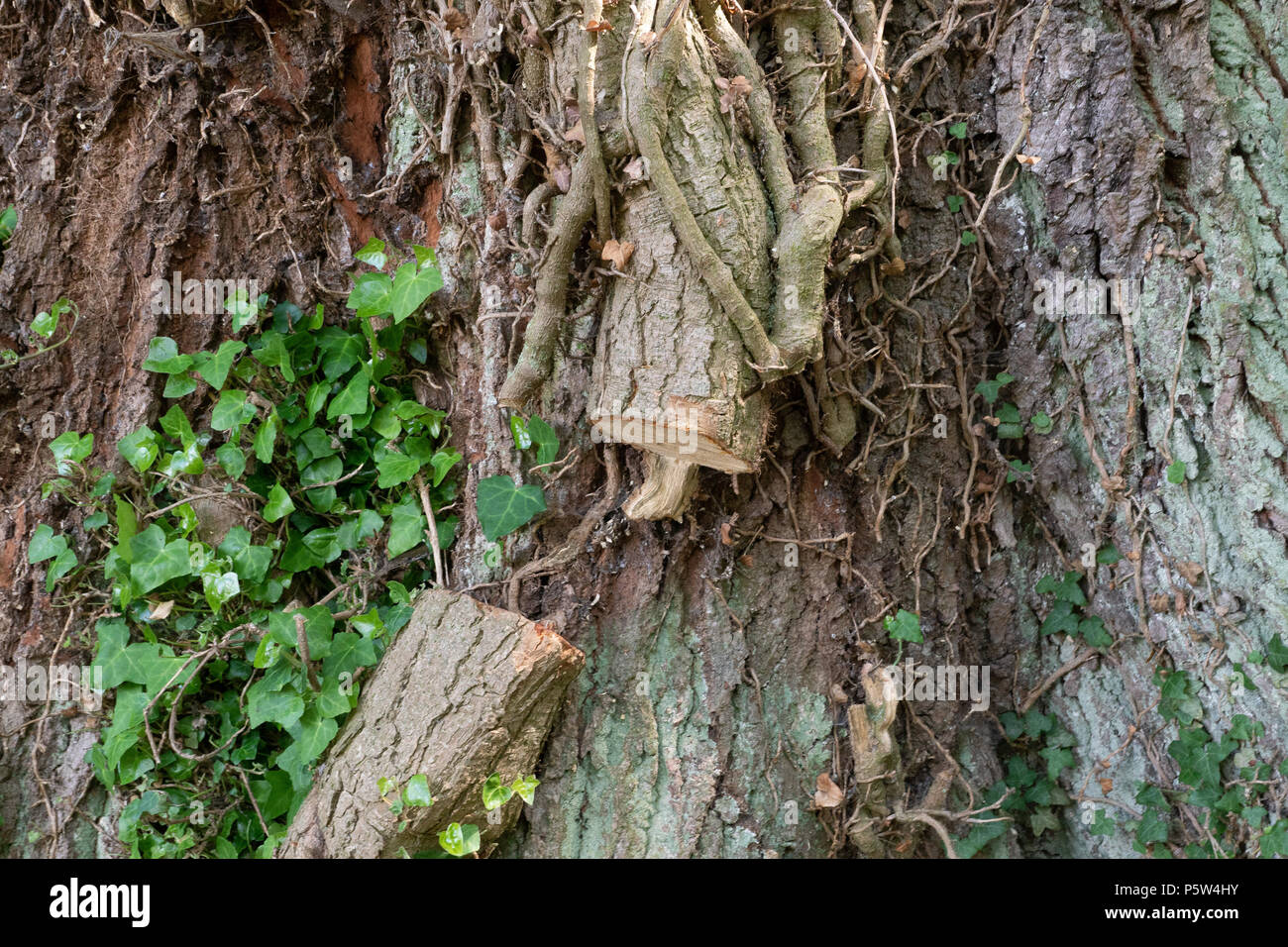 Alter Baum wachsen rund von Efue, die abgeschnitten worden ist, dass der Baum  stirbt nicht Stockfotografie - Alamy