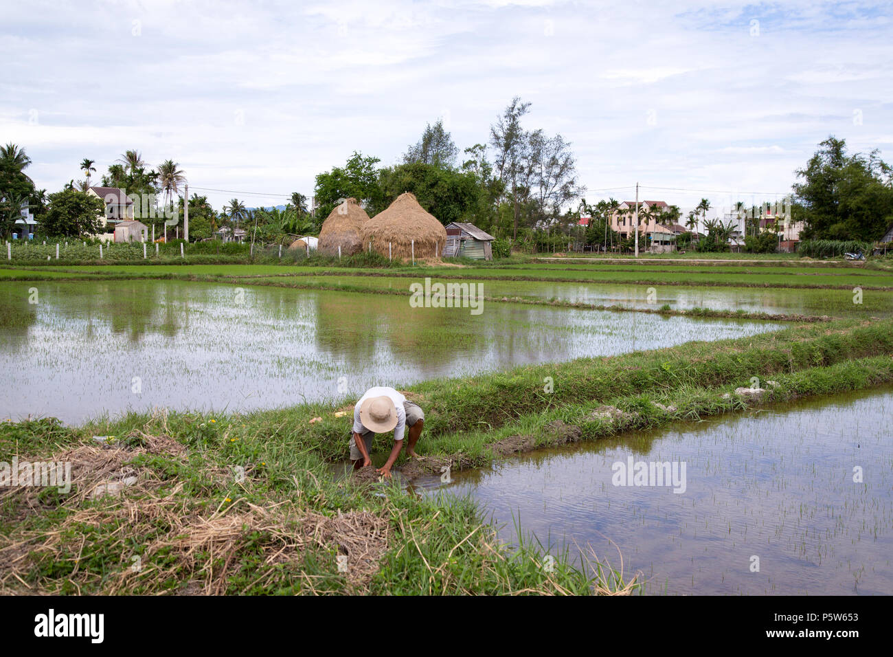 Mann bei der Arbeit im Reisfeld, Hoi An, Vietnam. Stockfoto