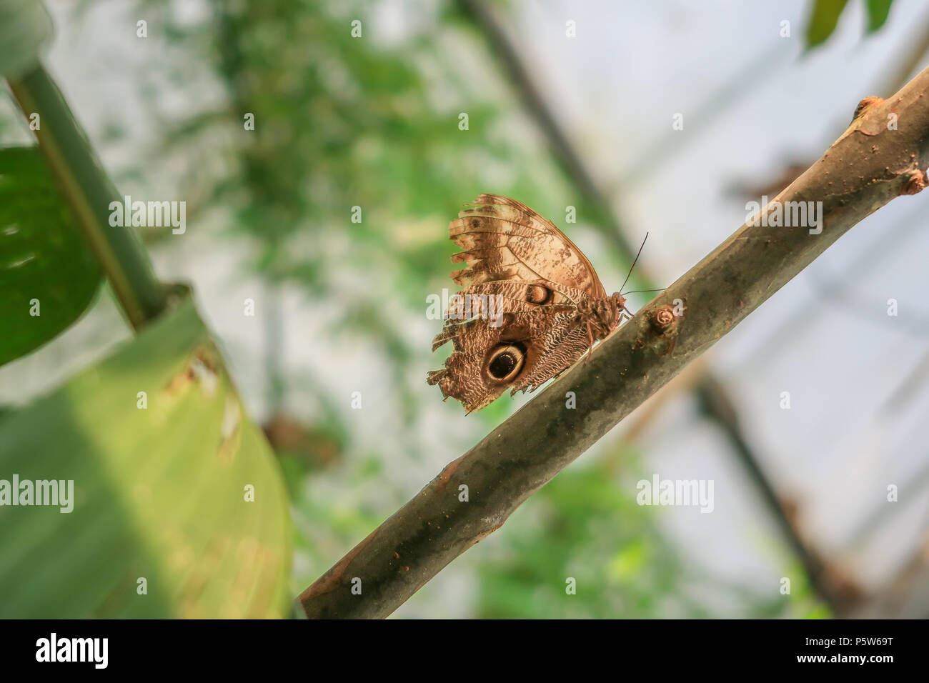 Ein Schmetterling sitzt auf einem Ast. Es ist eine Banane Schmetterling Stockfoto