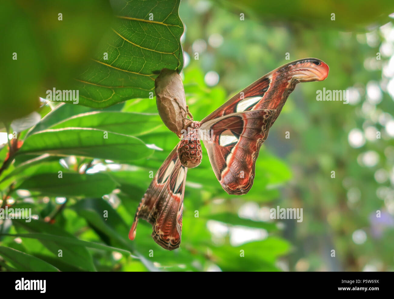 Seitenansicht eines Atlas moth sitzen auf dem Kokon unter ein Blatt. Er ist der Schmetterling mit dem größten Tragfläche in der Welt Stockfoto