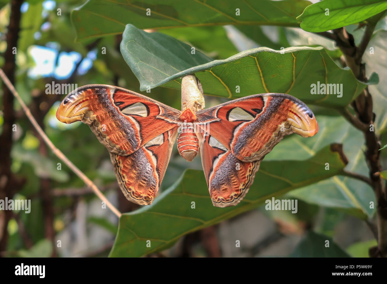Der Atlas Moth sitzt auf dem Kokon unter ein Blatt. Er ist der Schmetterling mit dem größten Tragfläche in der Welt Stockfoto