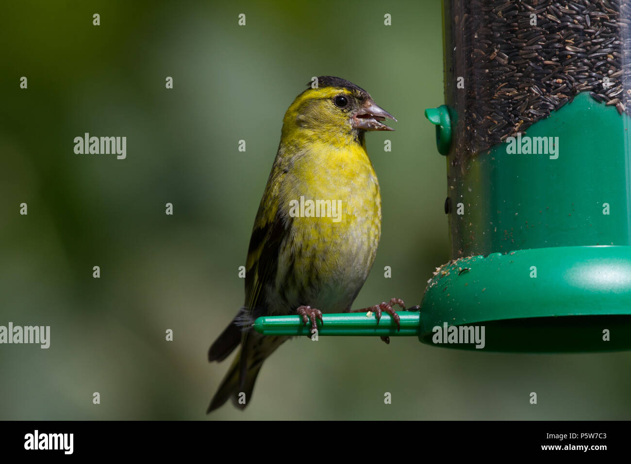 Siskin. Carduelis spinus. Einzelne männliche auf Saatgut Einzug. Powys. Wales Stockfoto