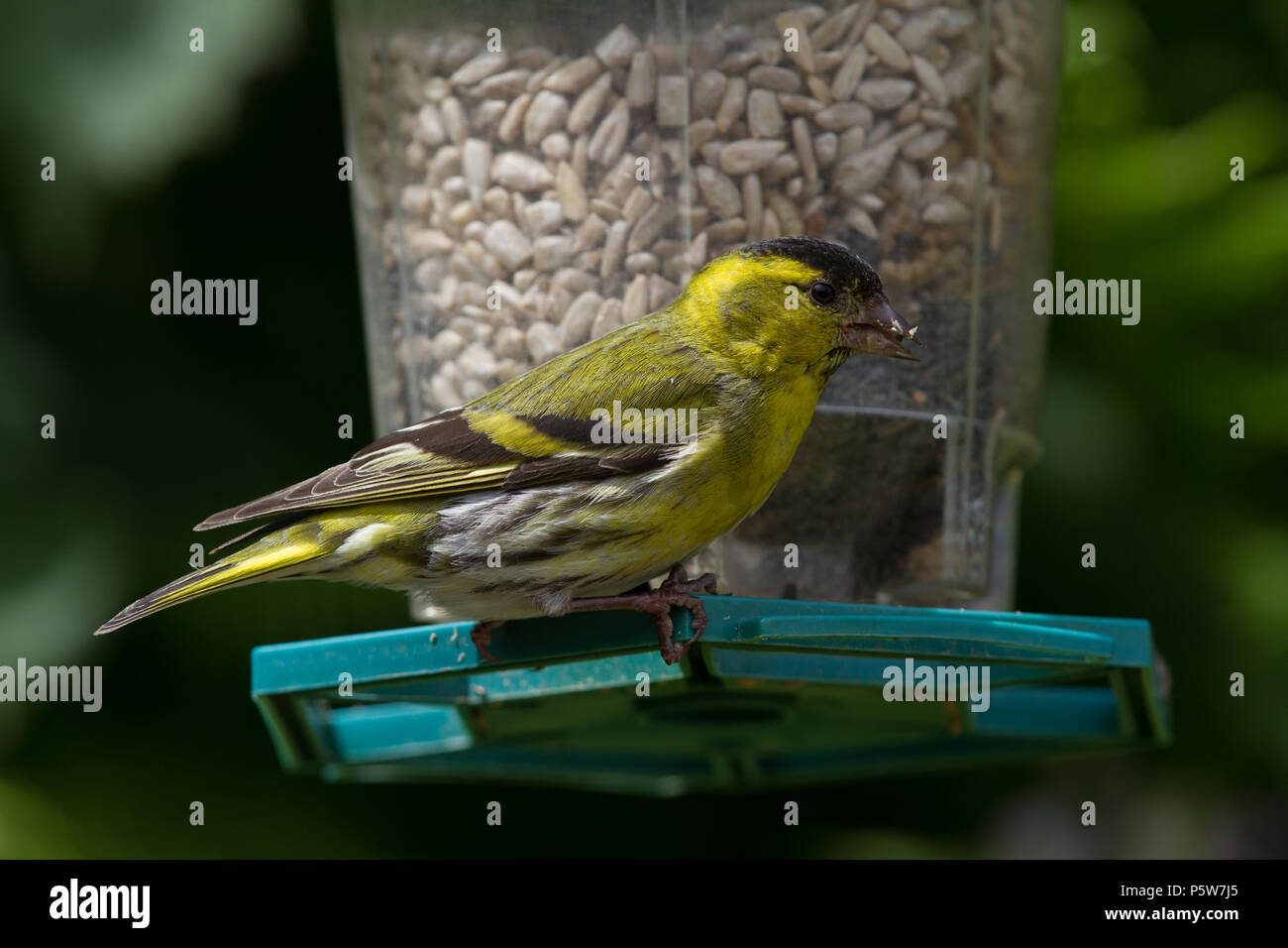 Siskin. Carduelis spinus. Einzelne männliche auf Saatgut Einzug. Powys. Wales Stockfoto