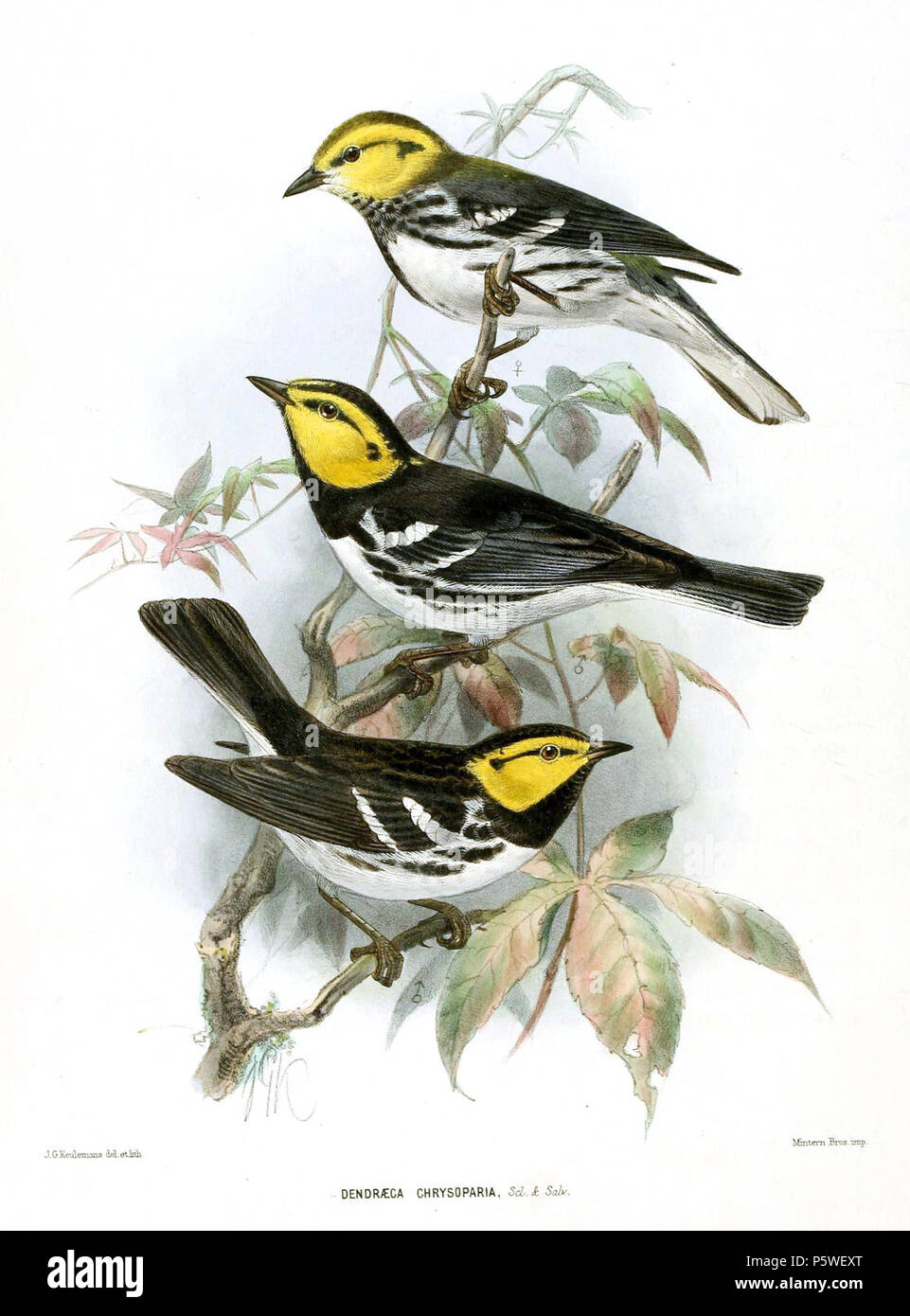 N/A. Dendroica chrysoparia. zwischen 1875 und 1876. John gerrard Keulemans (1842-1912) Alternative Namen Johannes Gerardus Keulemans; J. G. Keulemans Beschreibung niederländische Ornithologe und Künstler Geburtsdatum / Tod vom 8. Juni 1842 29. Dezember 1912 Ort der Geburt / Tod Rotterdam London Authority control: Q 1335286 VIAF: 42113661 ISNI: 0000 0000 6313 981 X ULAN: 500041975 98083374 LCCN: keine NLA: 35268760 WorldCat 435 DendraecaChrysopariaKeulemans Stockfoto