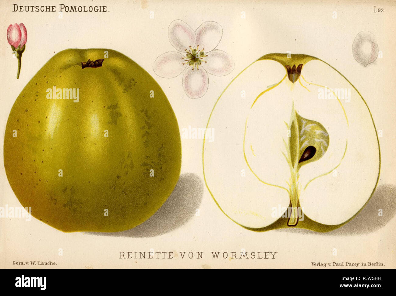 N/A. Englisch: Abbildung 97 von Deutsche Pomologie - Aepfel Apple cultivar gezeigt: Reinette von Wormsley. zwischen 1882 und 1883. Lauche Wilhelm (1827-1883) Alternative Namen Lauche Beschreibung deutschen Botaniker Gärtner, pomologist Datum der Geburt / Tod 1827 1883 Ort der Geburt Zagreb Arbeiten standort Deutschland. Meistens Erfurt, Hannover und Potsdam Authority control: Q 73819 VIAF: 25384317 ISNI: 0000 00010880 8344Botaniker: lauche Open Library: OL 5362022 EINEN GND: 117606367 445 Deutsche Pomologie - Aepfel - 097 Stockfoto