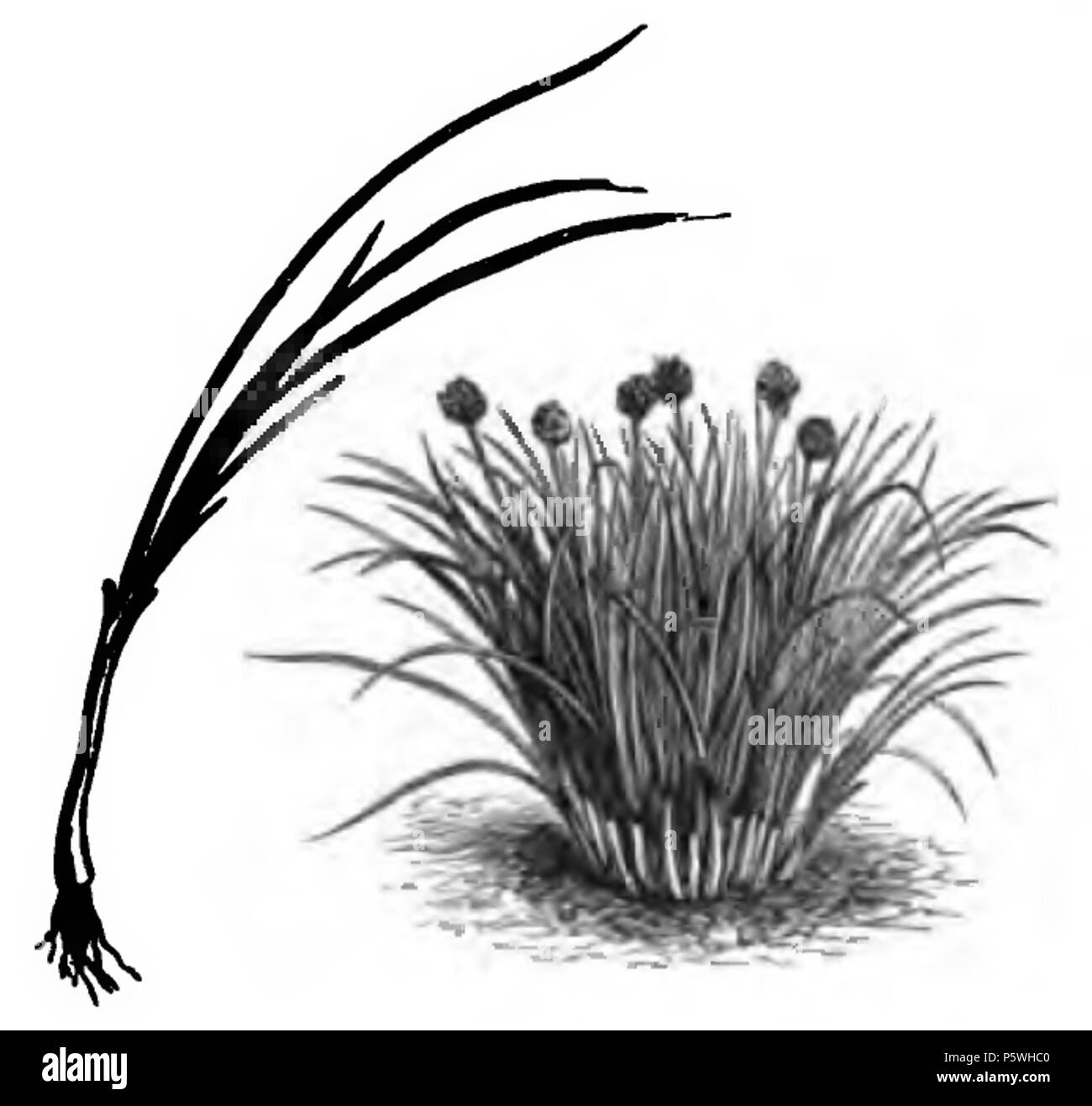 348 Ciboulette Vilmorin-Andrieux 1883 Stockfoto