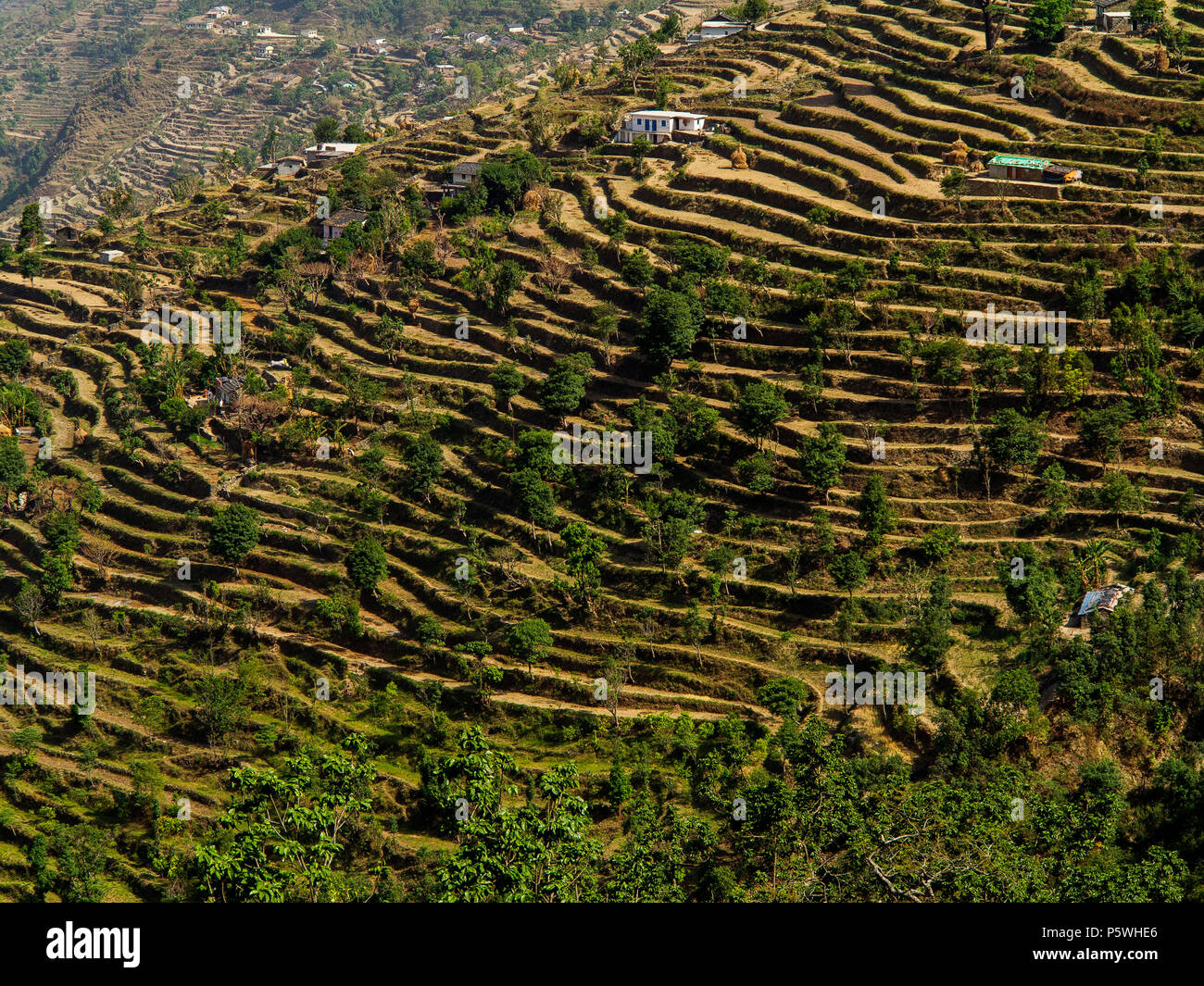 Umfangreiche terrassierten Feldern im abgelegenen Dorf Dalkanya auf der Nandhour Tal, Kumaon Hügel, Uttarakhand, Indien Stockfoto