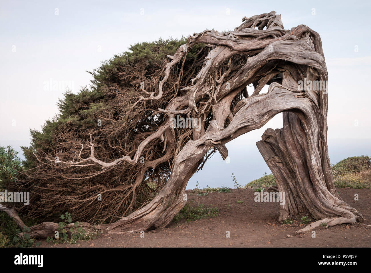 Der Wind verdreht Juniperus turbinata ssp. Canariensis (lokaler Name, Sabina Canaria) bei El Sabinar auf der Insel El Hierro auf den Kanarischen Inseln, Spanien Stockfoto