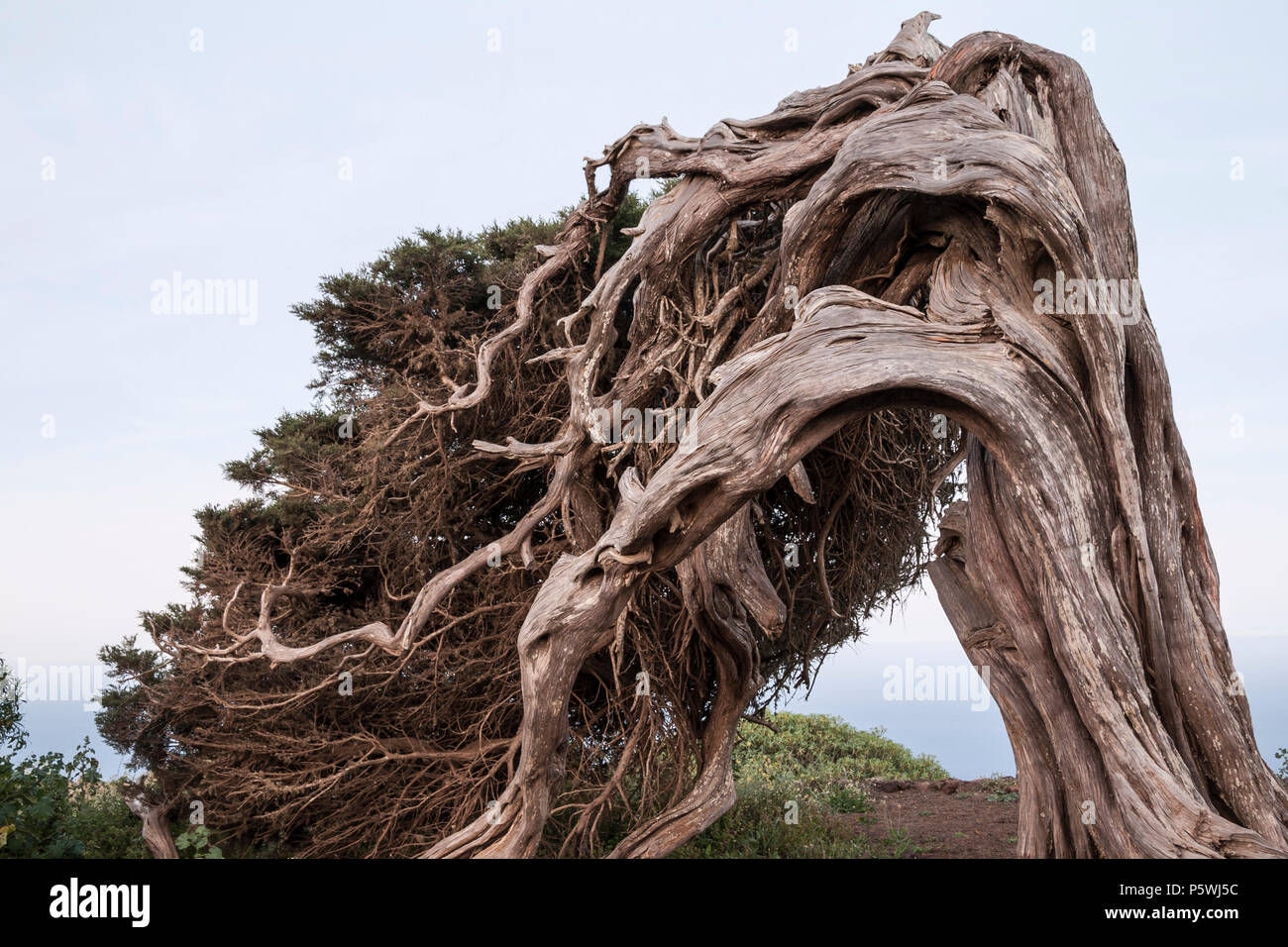 Der Wind verdreht Juniperus turbinata ssp. Canariensis (lokaler Name, Sabina Canaria) bei El Sabinar auf der Insel El Hierro auf den Kanarischen Inseln, Spanien Stockfoto