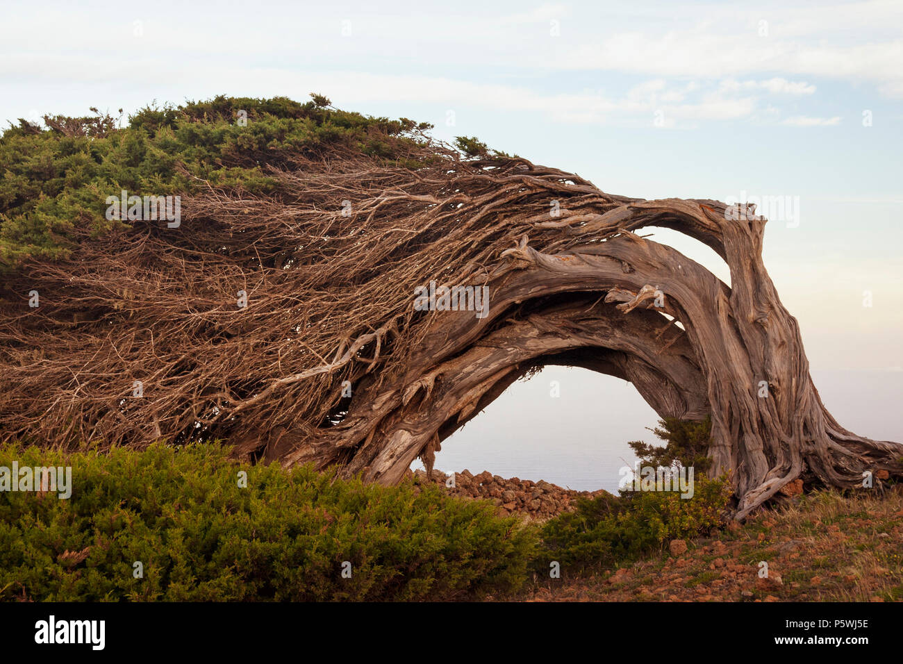 Der Wind verdreht Juniperus turbinata ssp. Canariensis (lokaler Name, Sabina Canaria) bei El Sabinar auf der Insel El Hierro auf den Kanarischen Inseln, Spanien Stockfoto