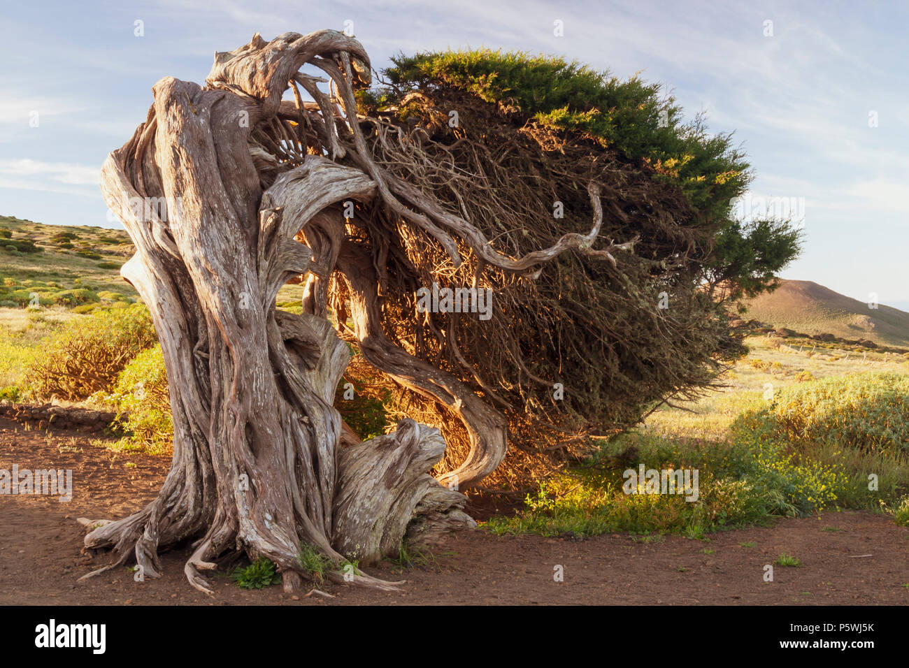 Der Wind verdreht Juniperus turbinata ssp. Canariensis (lokaler Name, Sabina Canaria) bei El Sabinar auf der Insel El Hierro auf den Kanarischen Inseln, Spanien Stockfoto