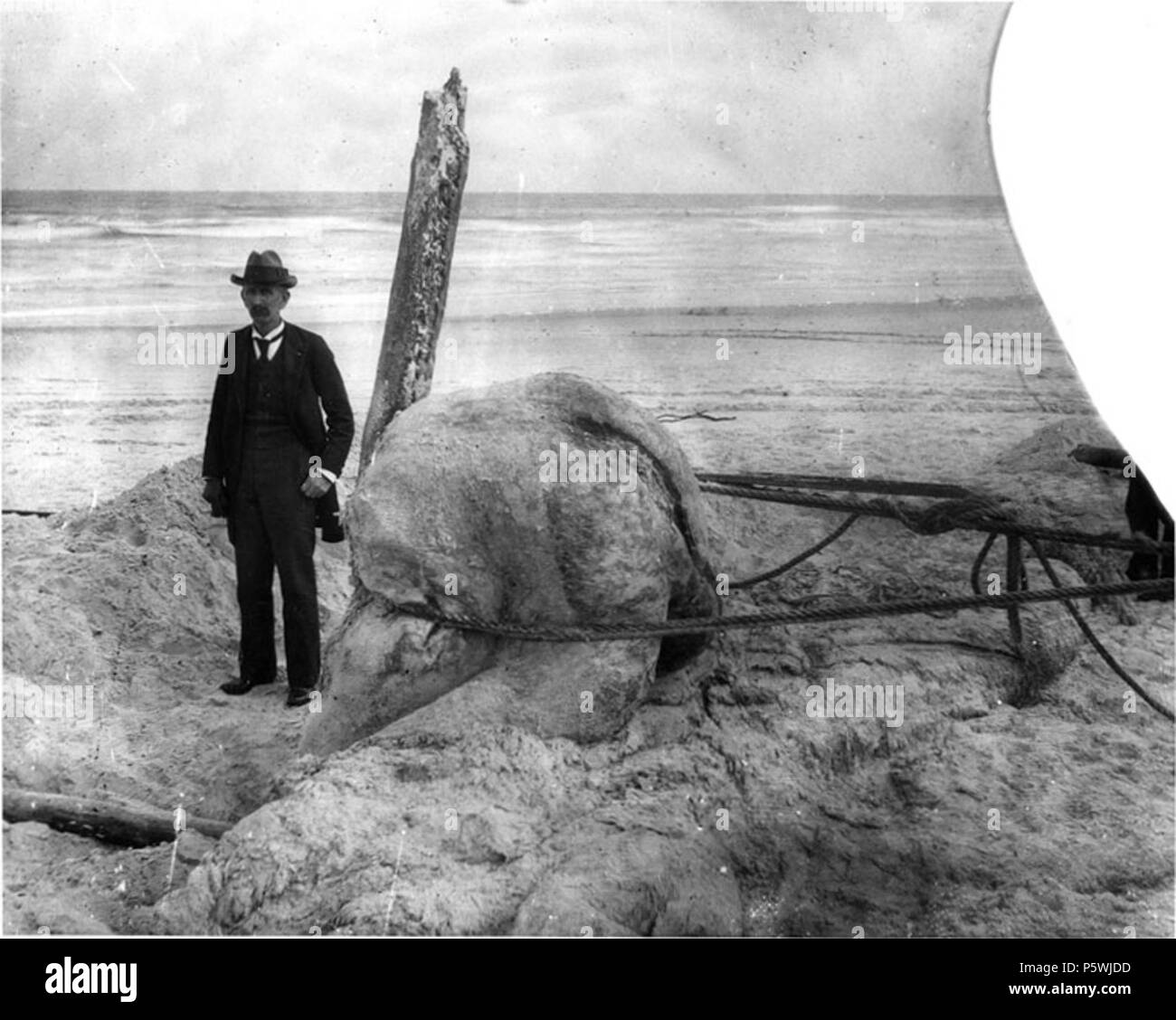 N/A. DeWitt Webb stand neben dem sogenannten St. Augustine Monster (Foto am National Museum of Natural History hinterlegt; NMNH STR 10656 c). Januar 1897. DeWitt Webb (1840 - 1917) 446 DeWitt Webb mit der St. Augustine Monster Stockfoto