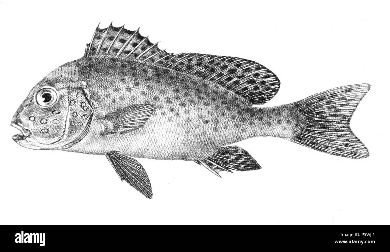 N/A. Die Namen der Arten/Identität notwendig. Die ursprüngliche Platten zeigten die Fische nach rechts und haben hier gedreht wurden. Diagramma punctatum. 1878. George Henry Ford (1808 - 1876) Alternative Namen G. H. Ford Beschreibung Künstler Datum der Geburt / Tod 20. Mai 1808 1876 Ort der Geburt / Todes Cape Colony London Authority control: Q VIAF: 317102730 17105498 LCCN: n 2015185868 WorldCat 446 Diagramma punctatum Ford 21. Stockfoto