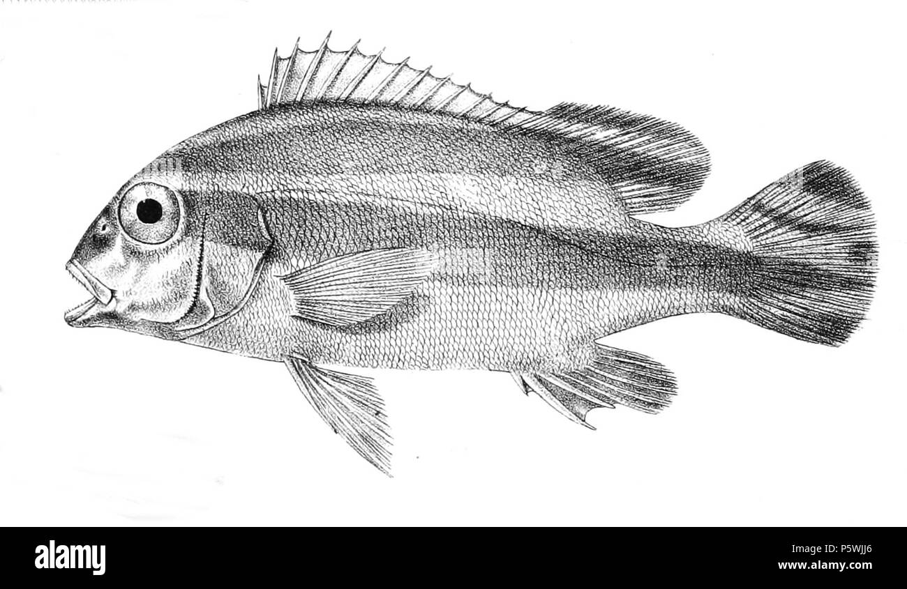 N/A. Die Namen Der Arten/Identität Notwendig. Die Ursprüngliche Platten  Zeigten Die Fische Nach Rechts Und Haben Hier Gedreht Wurden. Diagramma  Lineatum. 1878. George Henry Ford (1808 - 1876) Alternative Namen G. H.
