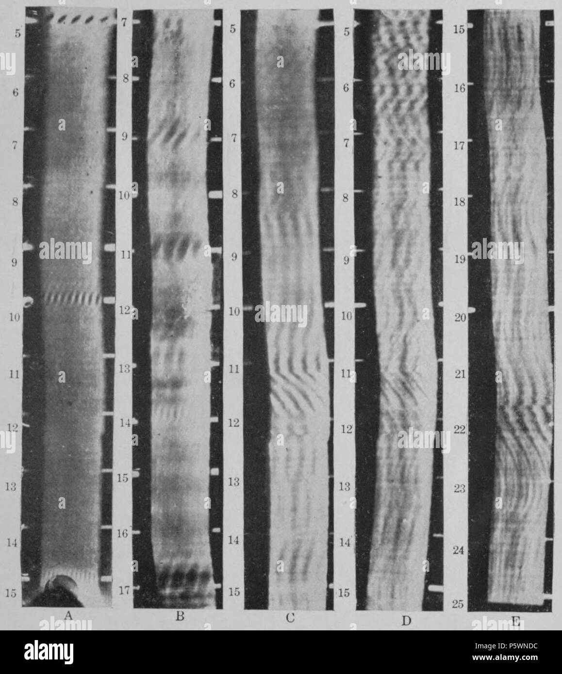 N/A. Englisch: Platte 11. A. Periodogram von Standard 5-Jahres-Zeitraum. B. Periodogram gemischter Perioden. C. Periodogram der Sonnenfleckenzahlen, 1610-1910. D. Periodogram von Flagstaff 500 Jahre aufzuzeichnen, zu zeigen Zyklen zwischen 4 und 15 Jahren der Länge. E. Periodogram der gleichen Weiter 25 Jahre. 1919. Andrew Ellicott Douglass 353 klimatischen Zyklen und Tree-Growth Platte 11. Stockfoto