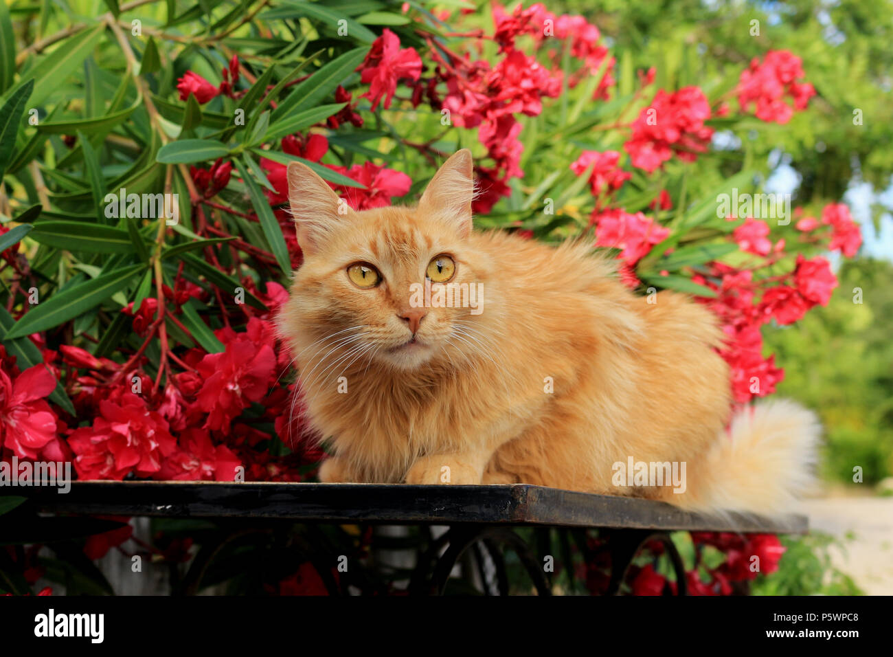 Halb longhaird Hauskatze, angora Mix, der lag auf einem Tisch vor blühenden Oleander Stockfoto