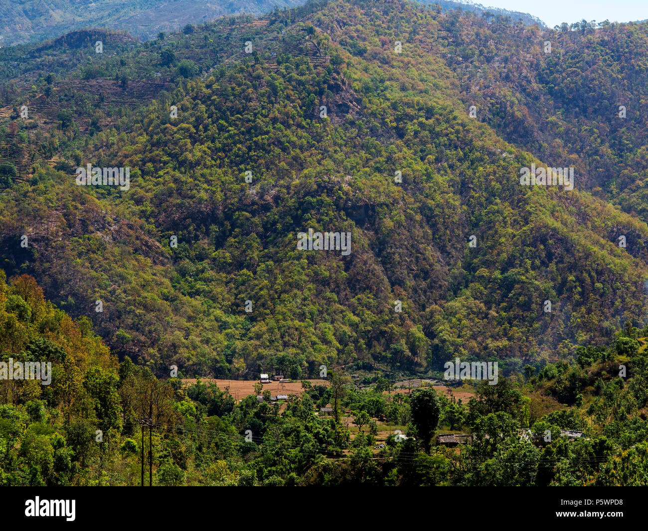 Dichten Dschungel auf der Fernbedienung Kundal Nandhour Tal in der Nähe des Dorfes, Kumaon Hügel, Uttarakhand, Indien Stockfoto