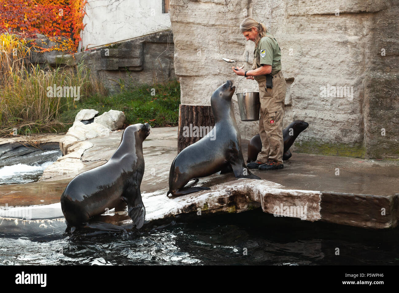 Wien, Österreich - November 3, 2015: Zoo Keeper des Wiener Zoo feeds Seelöwen Stockfoto