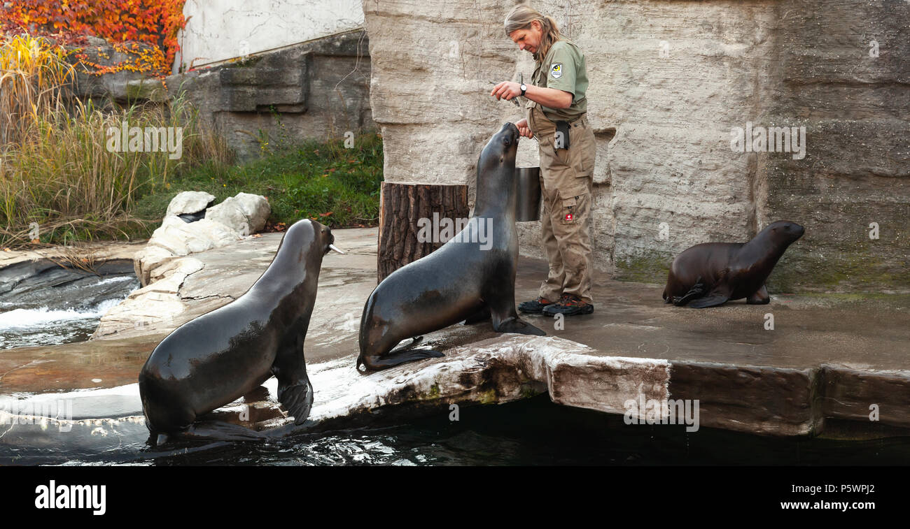 Wien, Österreich - November 3, 2015: Zoo Keeper des Wiener Zoo feeds Seelöwen mit frischem Fisch Stockfoto