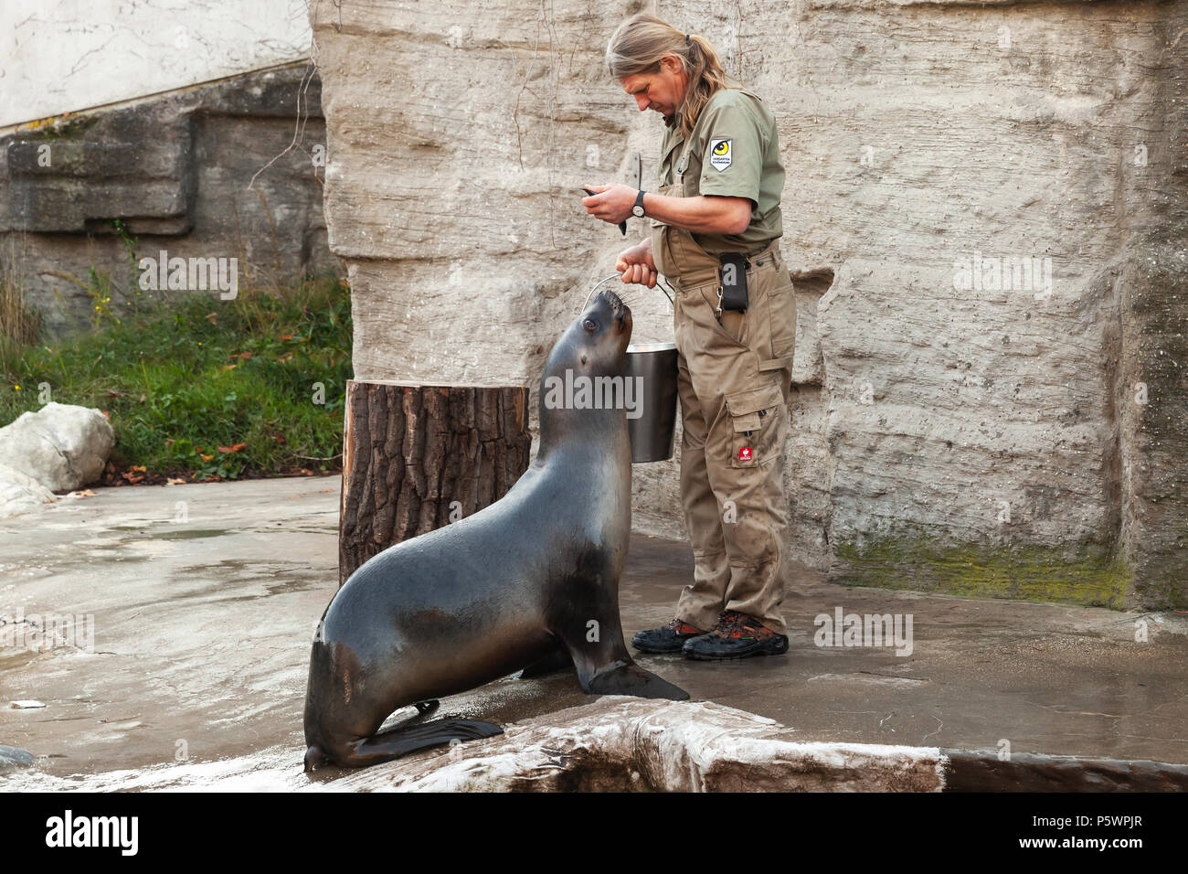 Wien, Österreich - November 3, 2015: Zoo Keeper des Wiener Zoo feeds sea lion mit Fisch Stockfoto