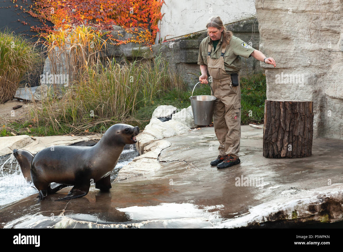 Wien, Österreich - November 3, 2015: Zoo Keeper des Wiener Zoo feeds sea lion mit frischem Fisch Stockfoto
