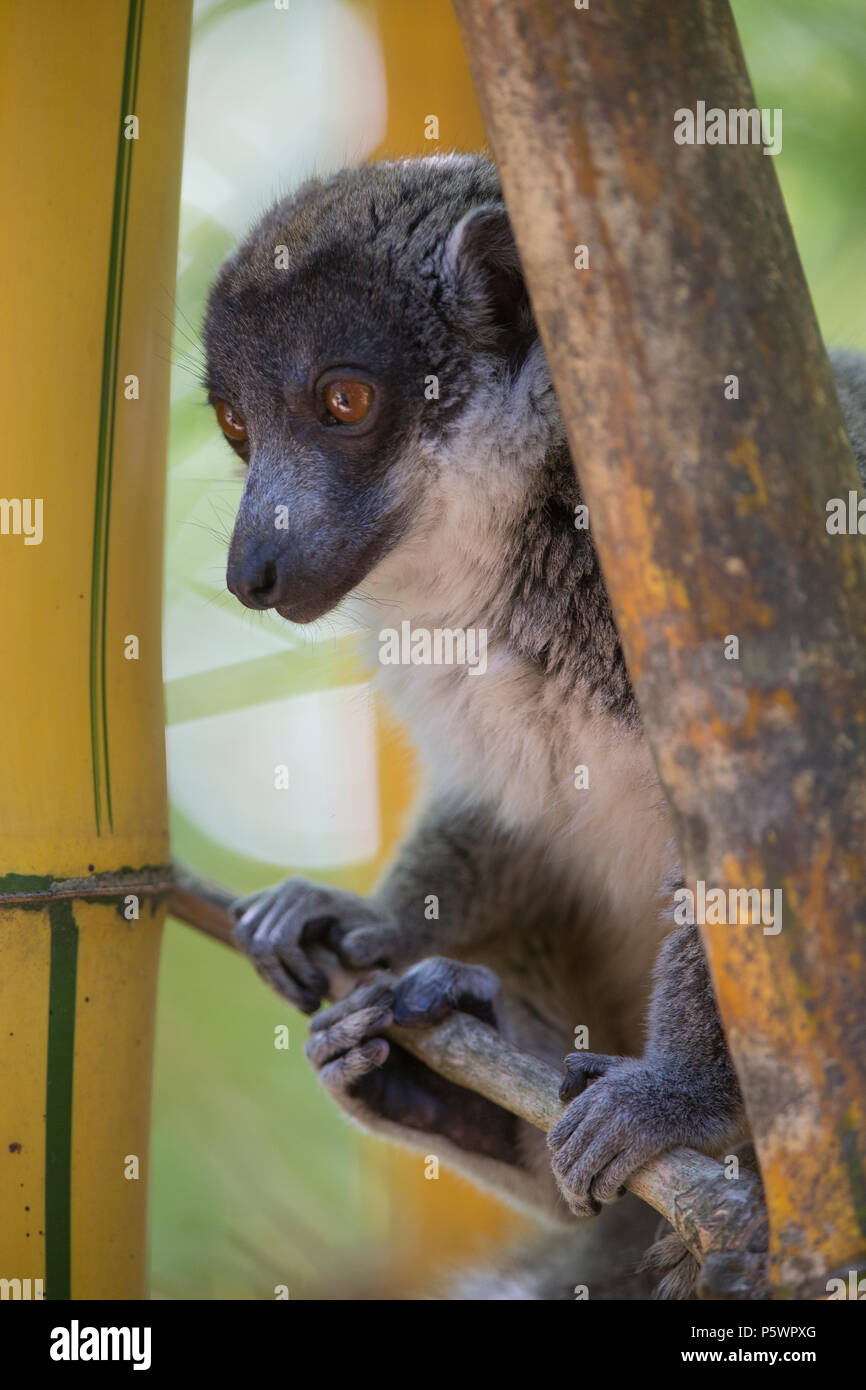 Mongoose lemur, Madagaskar Stockfoto