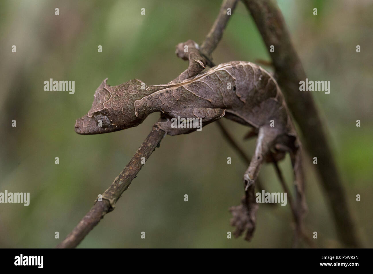 Satanische Leaf-tailed Gecko, Madagaskar Stockfoto