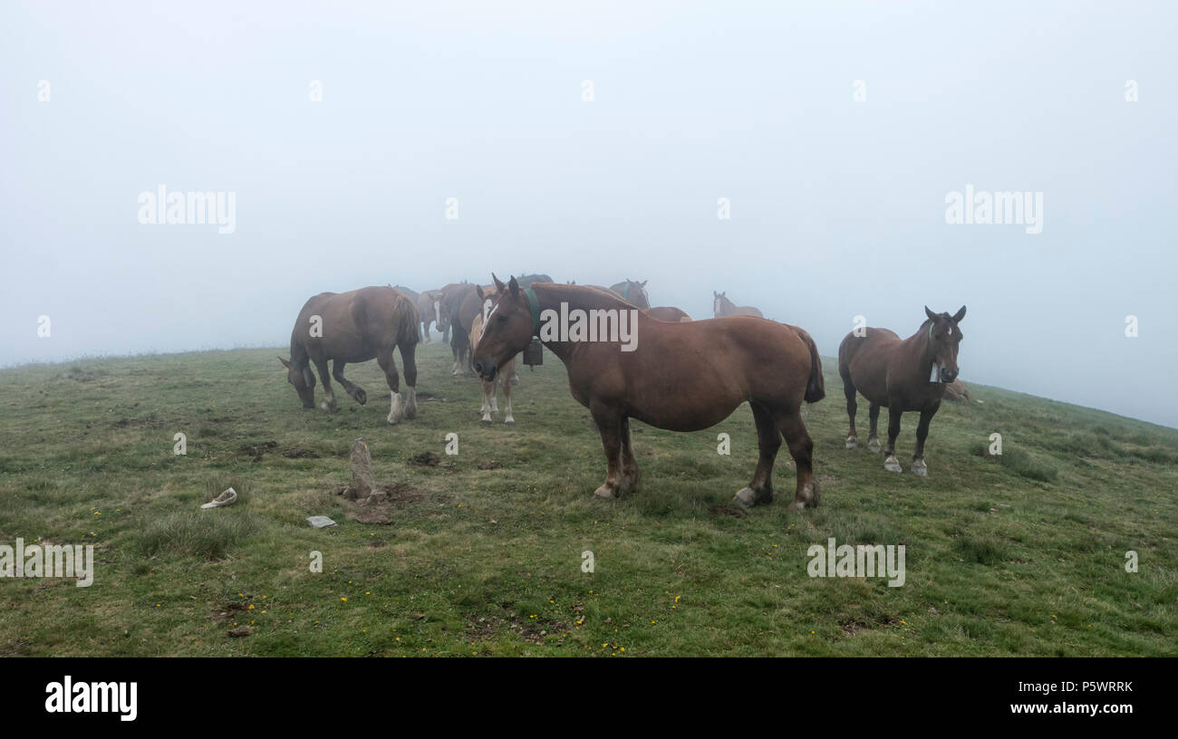 Pferde im Lager Stockfoto